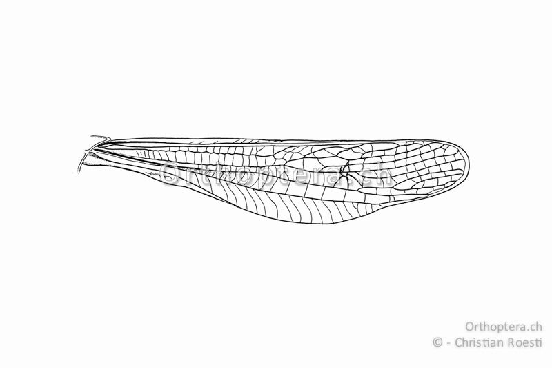 Linker Vorderflügel von Chorthippus biguttulus ♂ in Ruhestellung am Tier.