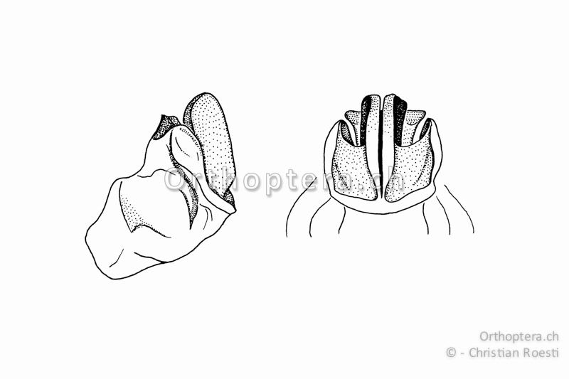 Penis von Calliptamus barbarus ♂ von der Seite (links) und von hinten (rechts).