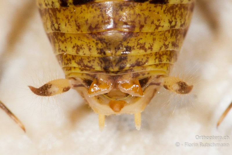 Hinterleibsende von Troglophilus neglectus ♂ von oben betrachtet. Das 10. Rückensegment besitzt zwei dreieckige Endloben - HR, Istrien, Pazin, 12.06.2014