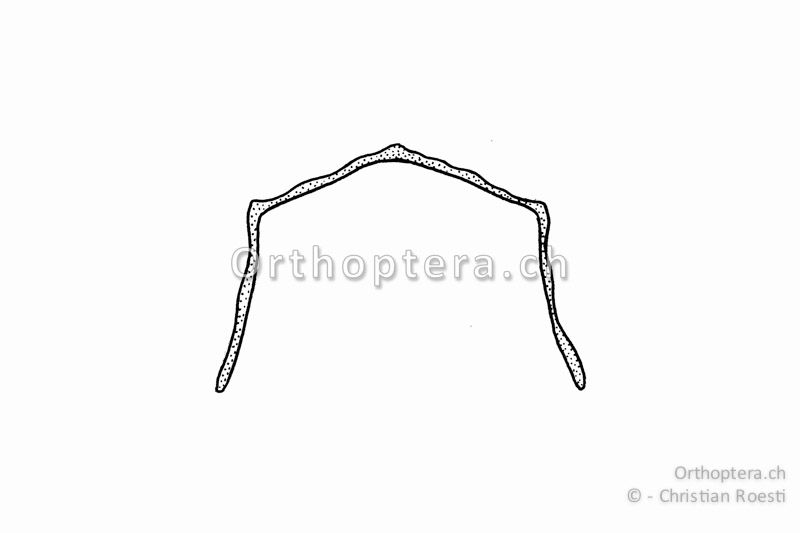 Querschnitt durch das Halsschild von Tetrix subulata. Der Halsschild-Mittelkiel ist im Gegensatz zu Tetrix ceperoi nicht erhaben.