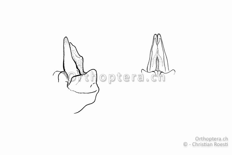 Penis von Pseudopodisma fieberi ♂. Einmal von der Seite (links) und von hinten (rechts). Er ist im Vergleich mit demjenigen von Odontopodisma schmidtii kurz und breit.