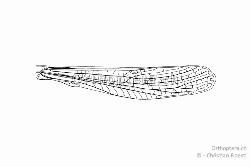 Linker Vorderflügel von Chorthippus brunneus ♂ in Ruhestellung am Tier.