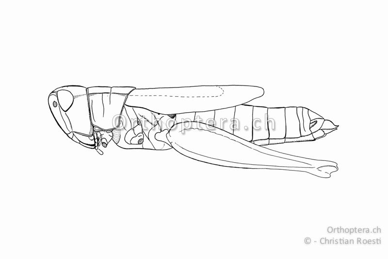 Pseudochorthippus montanus ♀. Die Vorderflügel erreichen hier das Ende des 6. Rückensegmentes.