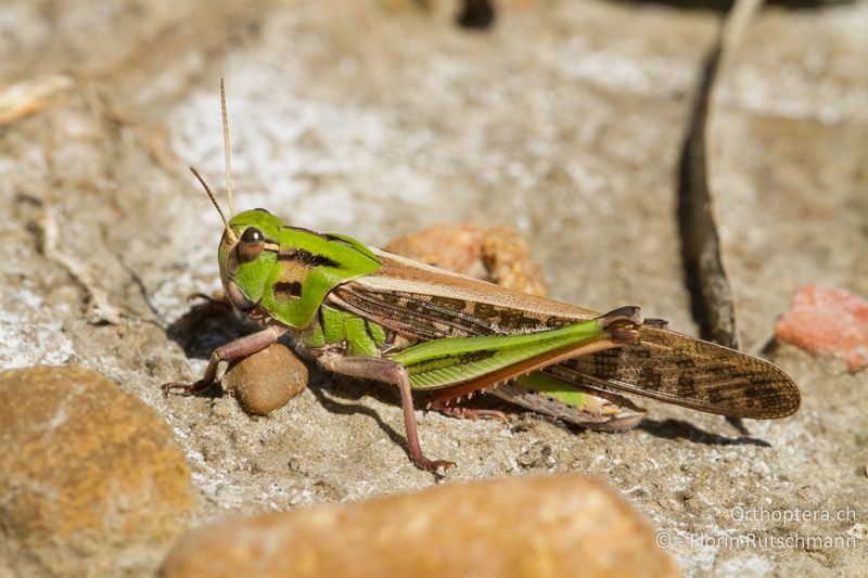 Locusta migratoria ♂ - FR, Gard, Saint-Gilles, 14.06.2012