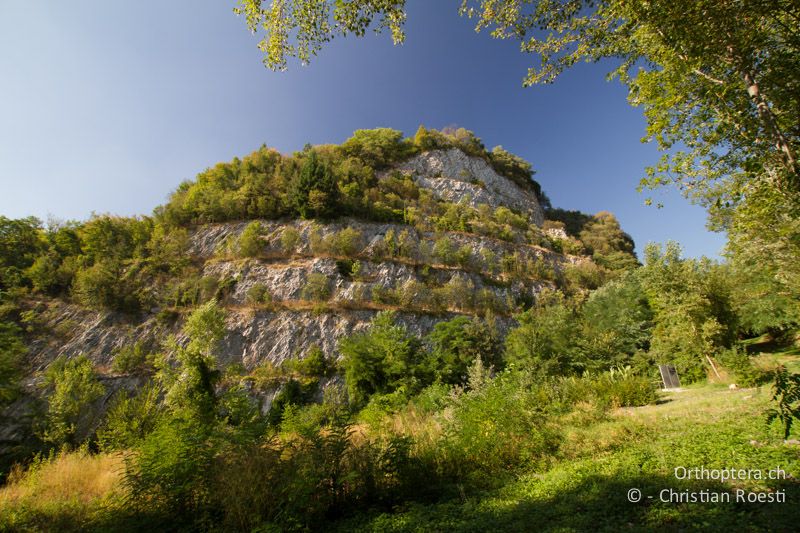 Verlassener Steinbruch mit Gebüschen und Vorwaldstadien - CH, TI, Castel-San-Pietro, 03.09.2013