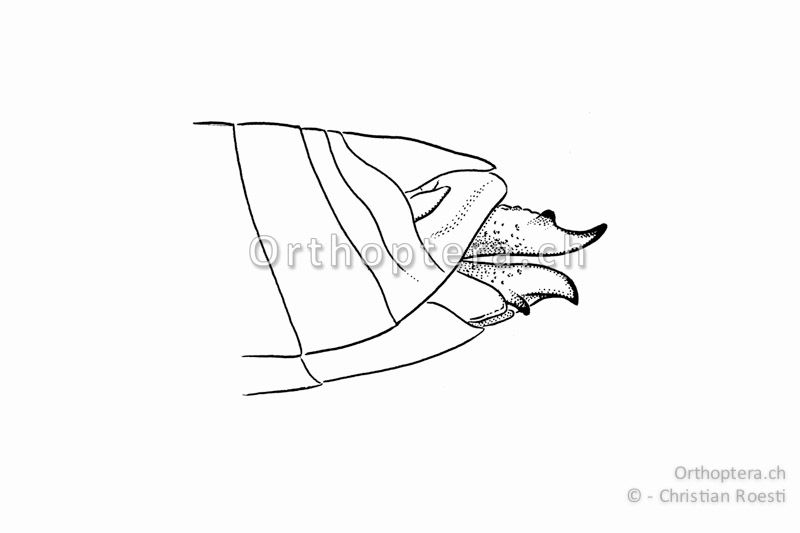 Hinterleibsende von Stenobothrus lineatus ♀ von der Seite. Typisch sind die gezähnten Legeröhrenklappen.