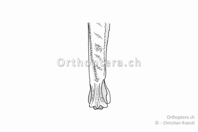 Rechtes Hinterknie von Tetrix ceperoi ♀ von oben betrachtet. Der Kiel auf dem Hinterschenkel verläuft bei diesem Individuum vor dem Knie weniger stark nach aussen.