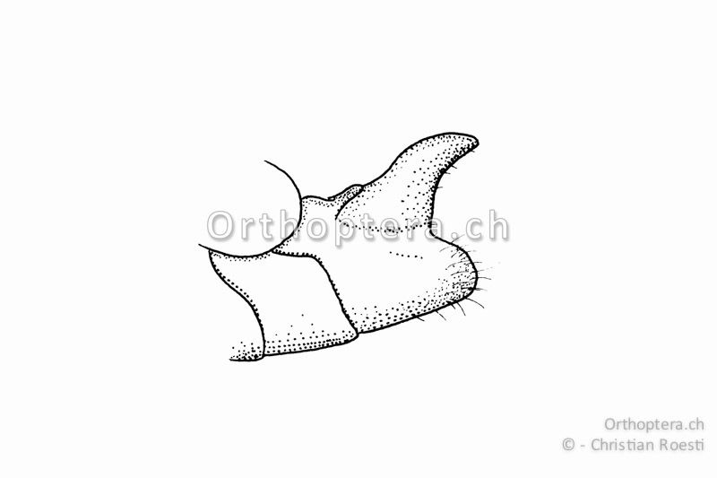 Genitalkapuze von Calliptamus italicus ♂ von der Seite. Sie ist sichelförmig nach hinten verlängert.
