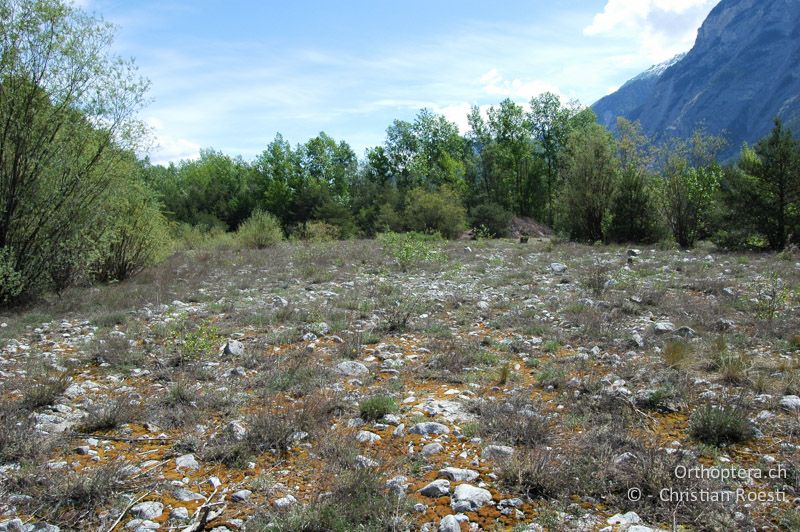 Mit Moos bedeckte Schotterfläche in einer Waldlichtung. Für das Vorkommen von Chorthippus pullus stellt das starke Aufkommen von Moos eine Lebensraumverschlechterung dar - CH, VS, Salgesch, 03.05.2007