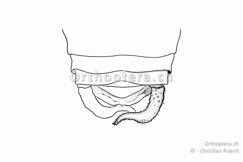 Hinterleibsende von Barbitistes constrictus ♂. Die Cerci sind in der Mitte leicht verdickt und dann abrupt in den Spitze verengt.