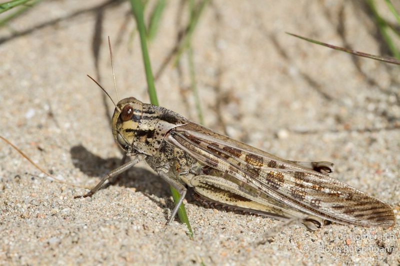 Locusta migratoria ♀ - ES, Katalonien, L'Ampolla, 02.04.2013