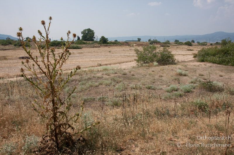 Trockenheisses Flussbett mit dünenartigen Randbereichen - GR, Zentralmakedonien, Volvi-See, 10.07.2012