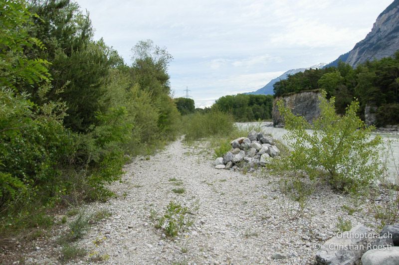 Schotterbank und Weg entlang der Rhone. Im Jahr 2007 befand sich an dieser Stelle eine grosse Population - CH, VS, Salgesch, 16.05.2007