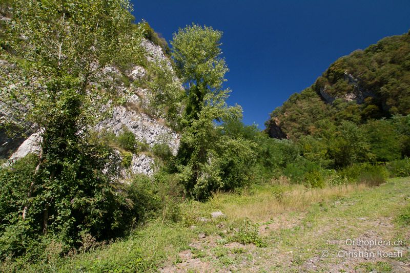 Verlassener Steinbruch mit vielen Neophyten wie Sommerflieder und Robinie - CH, TI, Castel-San-Pietro, 03.09.2013