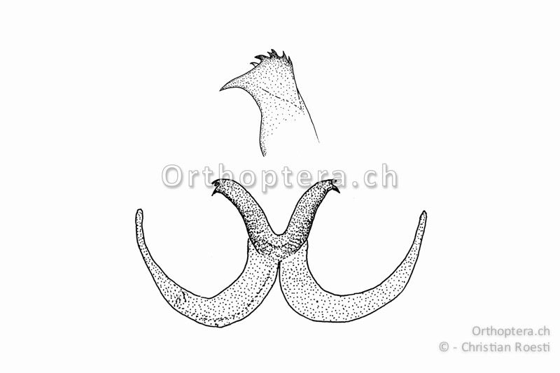 Titillatorenpaar und vergrösserte Spitze des linken Titillators von Pholidoptera aptera ♂ von oben.