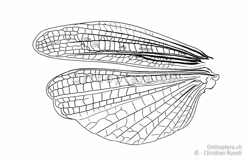 Linker Flügel von Stenobothrus eurasius ♂. Das Medialfeld im Hinterflügel ist parallelseitig und regelmässig quergeadert.