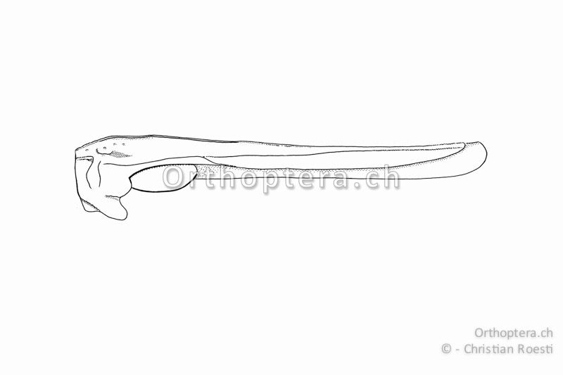 Halsschild von Tetrix ceperoi ♀. Typisch ist der erhabene, scharfkantige Halsschild-Mittelkiel, der immer die Seitenkiele überragt.