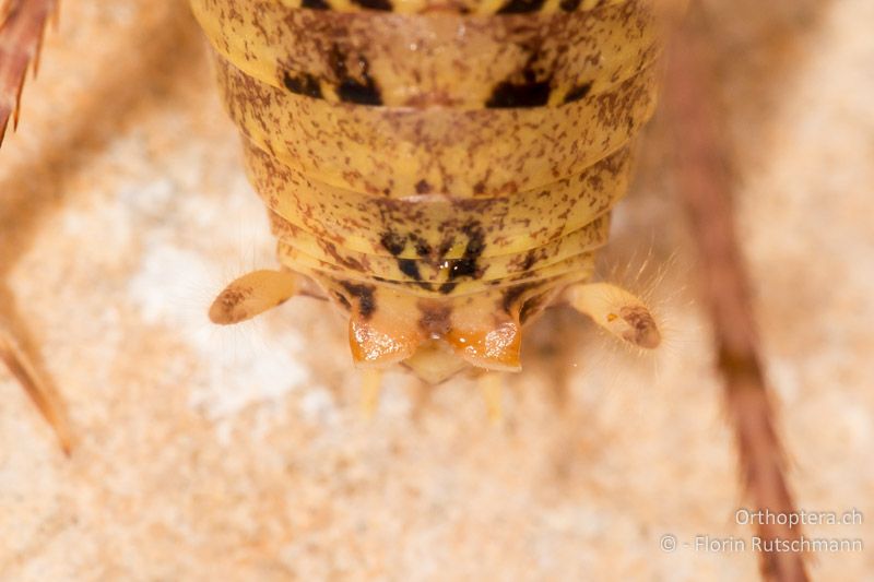 Hinterleibsende von Troglophilus neglectus ♂ von oben betrachtet. Das 10. Rückensegment besitzt zwei dreieckige Endloben - HR, Cres, Beli, 29.07.2014