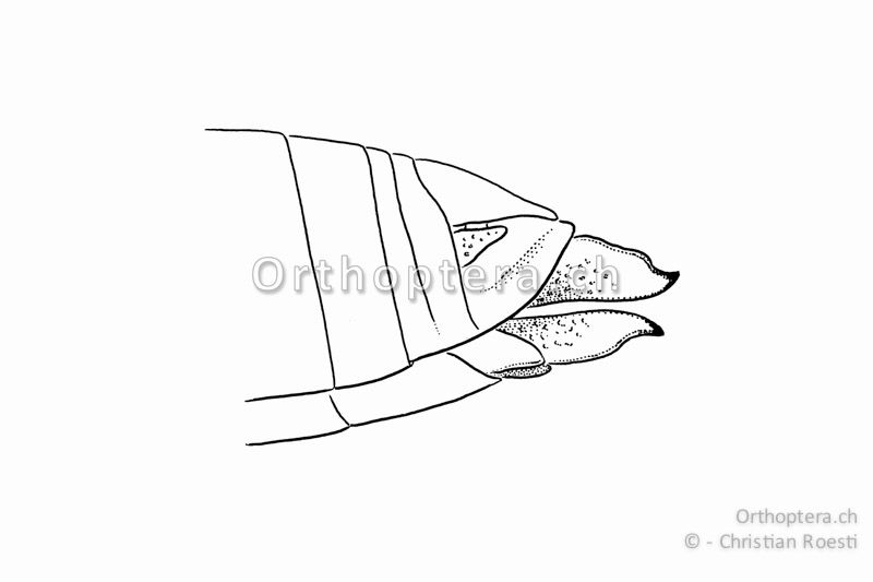 Hinterleibsende von Omocestus viridulus ♀. Die Legeröhrenklappen sind ungezähnt (Unterschied zur Gattung Stenobothrus) und lang (ungefähr so lang wie die Subgenitalplatte).