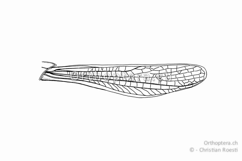 Linker Vorderflügel von Omocestus haemorrhoidalis ♂ in natürlicher Stellung.