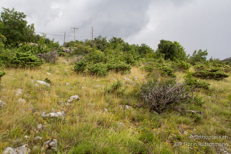 Verbuschender xerothermer Rasen mit offenen Flächen - HR, Lika-Senj, Velebit Nationalpark, 27.07.2014