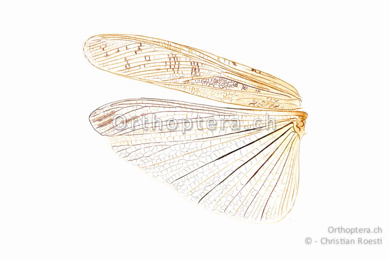 Linke Flügel von Locusta migratoria ♂. Der Hinterflügel ist durchsichtig, höchstens gelblich angehaucht und trägt keine schwarze Binde.