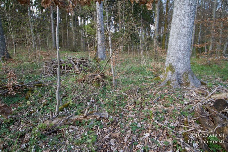 Waldboden eines Mischwaldes im Schaffhauser Randen mit viel Falllaub, Moos und Totholz - CH, SH, Hemmental, 13.04.2014
