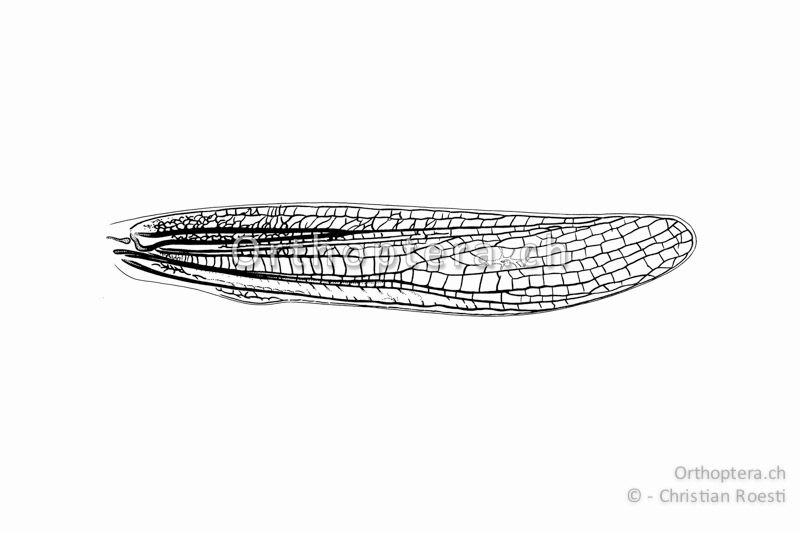 Linker Vorderflügel von Chorthippus albomarginatus ♀. Auch beim ♀ ist die Radialader s-förmig geschwungen.