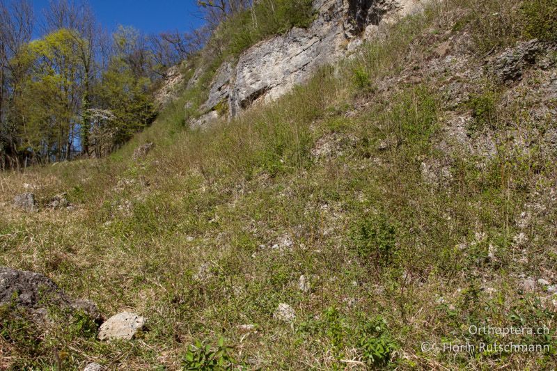 Exponierte Grube, die sich rasch erwärmt und regelmässig entbuscht wird - AT, Salzburg, Rainberg in Salzburg, 30.03.2014