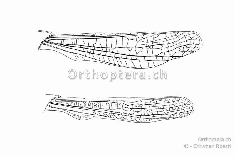 Vorderflügel von Gomphocerus sibiricus. Oben vom ♂ unten vom ♀. Präcostal- und Medialfeld sind erweitert.