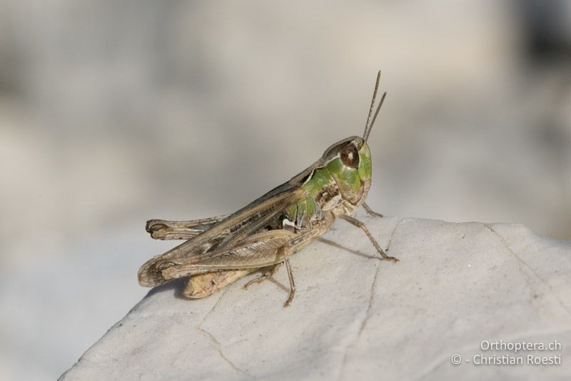 Omocestus petraeus ♀ - HR, Istrien, Mala Učka, 21.07.2015