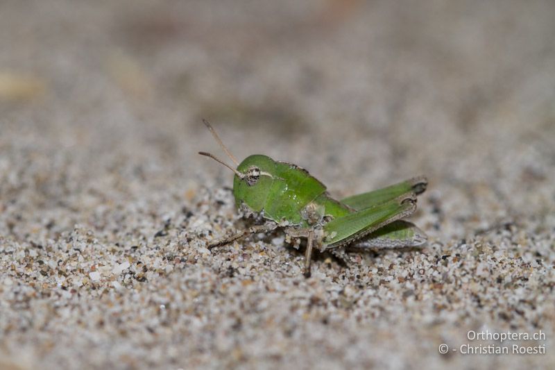 Locusta migratoria im 2. Larvenstadium - IT, Friaul-Julisch Venetien, Spilimbergo, 28.05.2014