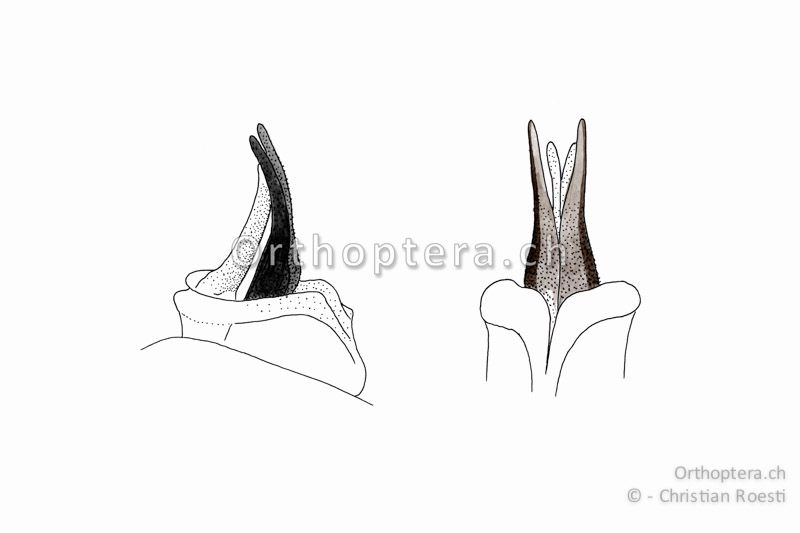Penis von Miramella formosanta von der Seite (links) und von hinten (rechts).
