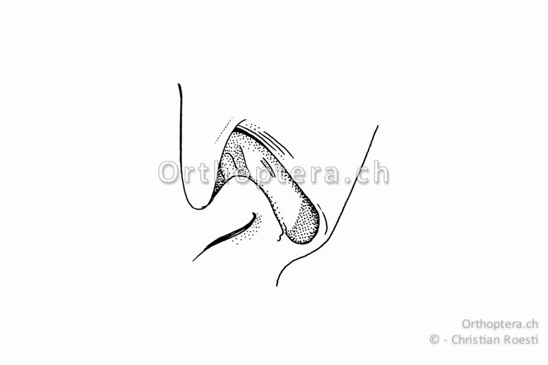 Tympanalöffnung (Ohr) von Chorthippus brunneus ♀. Im Gegensatz zu Chorthippus vagans und Chorthippus pullus ist sie länglich und nicht oval.