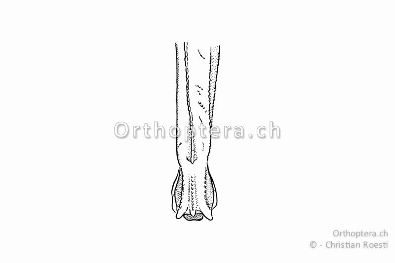 Rechtes Hinterknie von Tetrix subulata ♀. Die obere Oberschenkelkante zieht gegen das Knie hin nicht deutlich nach aussen.