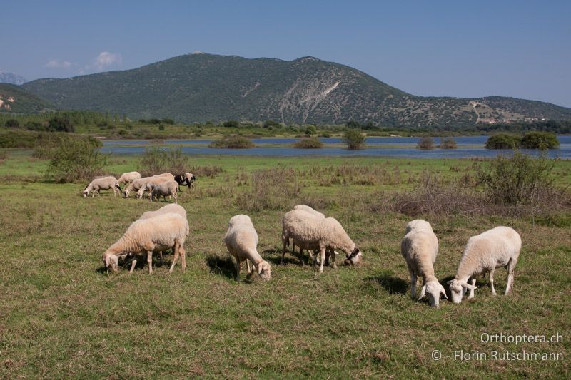 Feuchte, kurzrasige Weide - GR, Epirus, Ampelia, 16.06.2013