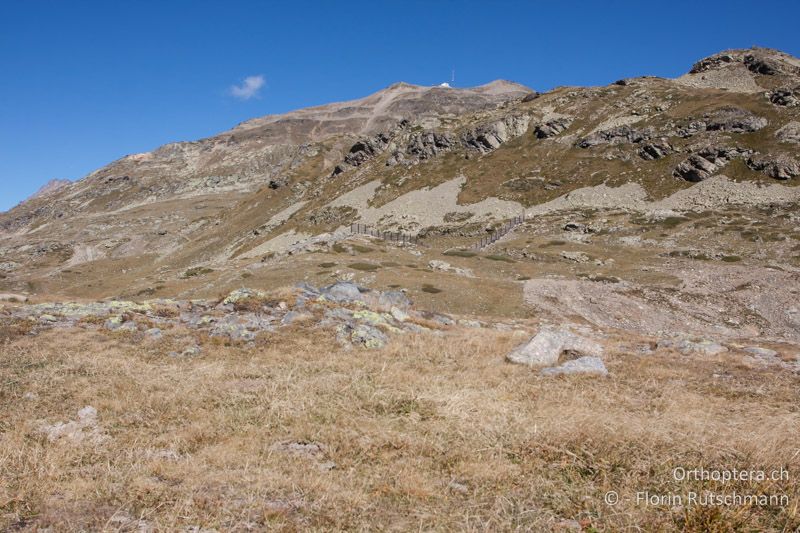 Magerer Rasen mit Schotterfelder und offenen Bodenstellen - CH, GR, Berninapass, 20.09.2013