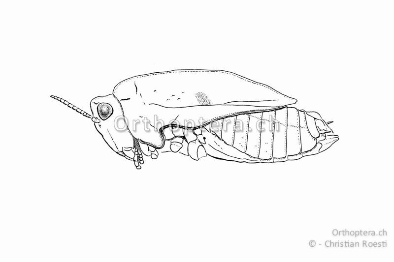 Habitus einer Larve von Tetrix kraussi ♂ im letzten Stadium. Bei den Larven der Dornschrecken hat der Halsschild-Unterrand im Bereich der Vorderflügel nur eine einzige Einbuchtung. Ausgewachsene Tiere haben zwei Einbuchtungen.