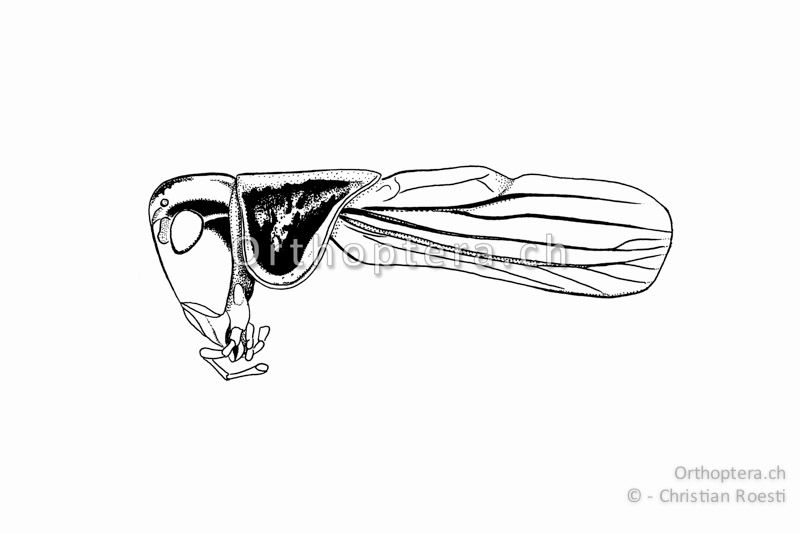 Kopf, Halsschild und Vorderflügel von Roeseliana roeselii ♂. Die Halsschild-Seitenlappen breit und hell umrandet.
