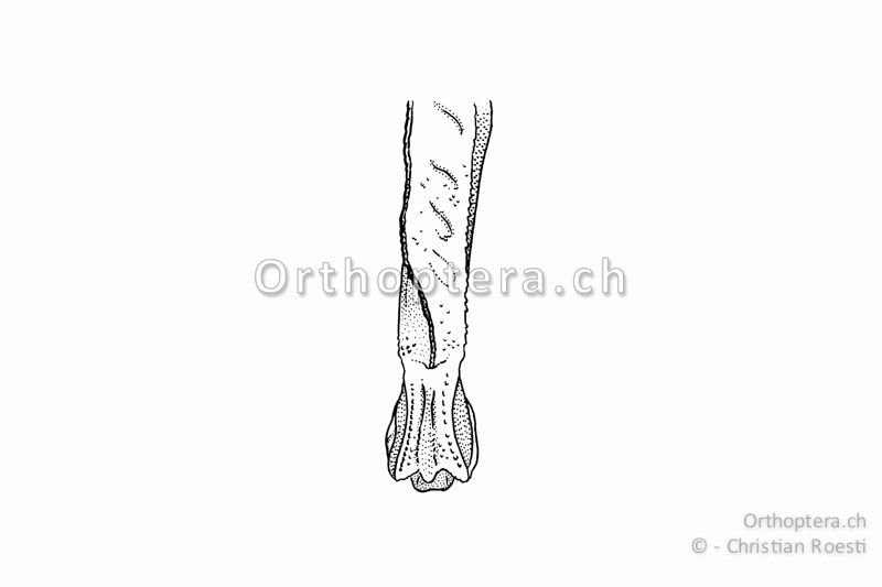 Rechtes Hinterknie von Tetrix ceperoi ♀ von oben betrachtet. Der Kiel auf dem Hinterschenkel verläuft vor dem Knie nach aussen.