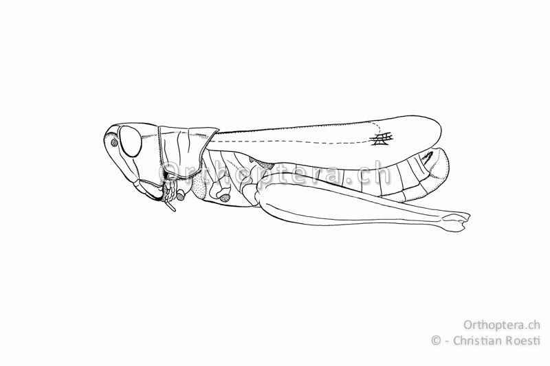Pseudochorthippus montanus ♂. Die Vorderflügel erreichen das Hinterleibsende. Die in Strichen angedeuteten Hinterflügel erreichen das Stigma seitlich gesehen.