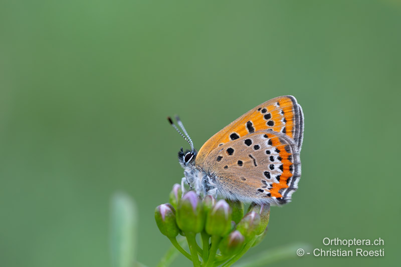 Blauschillernde Feuerfalter