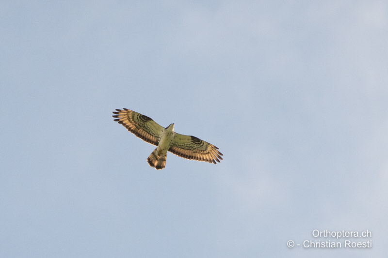 Wespenbussard