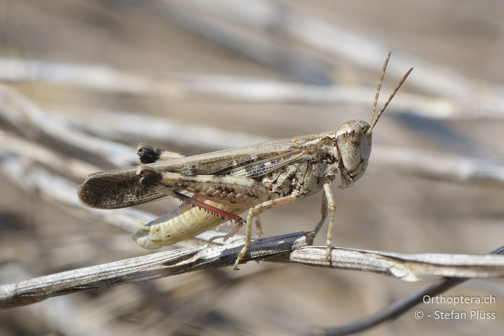 Aiolopus_thalassinus ♂- BG, Blagoewgrad, Ribnik an der Struma, 13.07.2018