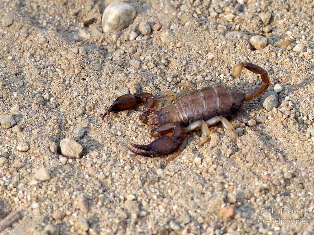 Euscorpius italicus - GR, Thessalien, Meteora, 14.07.2013