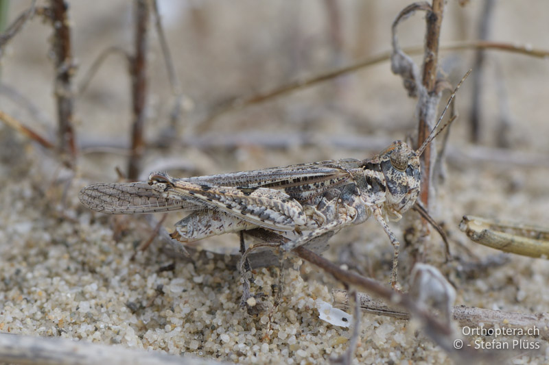 Acrotylus longipes ♀ - GR, Zentralmakedonien, Korinos, 15.07.2017