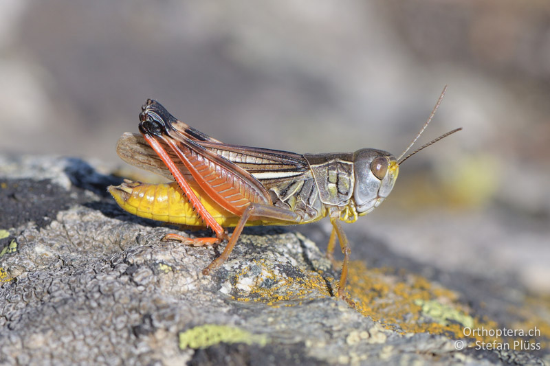 Kleine Höckerschrecke (Arcyptera microptera) ♂ - GR, Westmakedonien, Pisoderi am Mt. Varnous, 12.07.2017