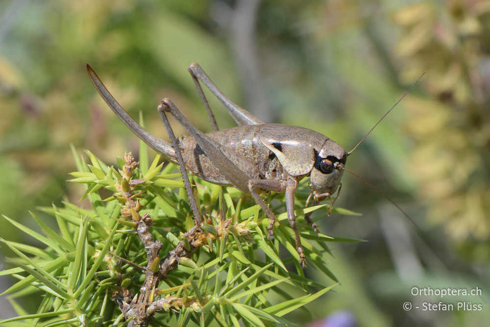 ♀ von Pholidoptera dalmatica - HR, Istrien, Skitača, 24.06.2016