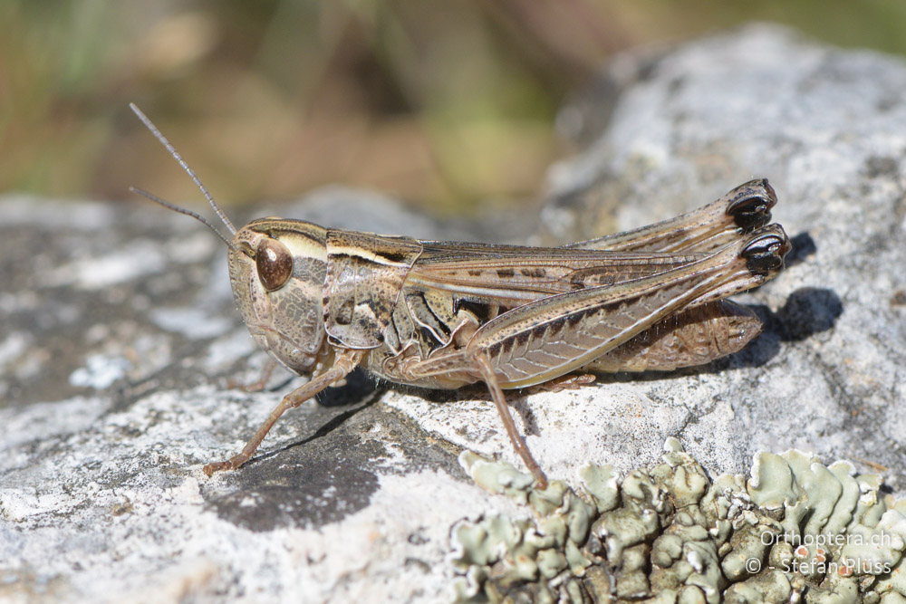 ♀ von Stenobothrus fischeri - HR, Cres, Predošćica, 21.06.2016