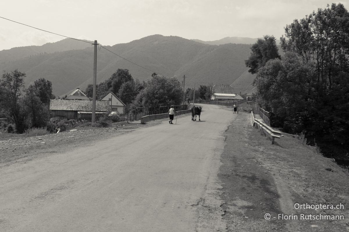 23.07.2007 Typische Dorfszene in Synevyr (Синевир). Ukraine